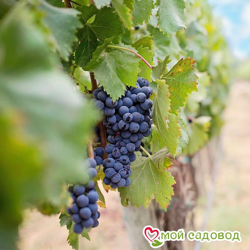 Виноград Одесский черный