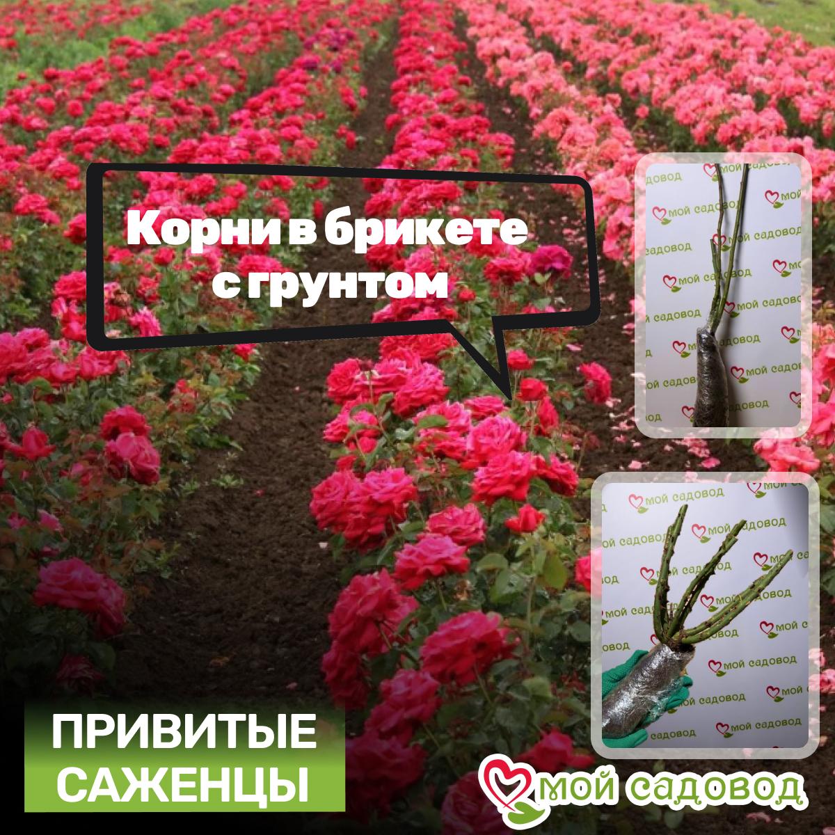 Роза чайно-гибридная Дольче Вита