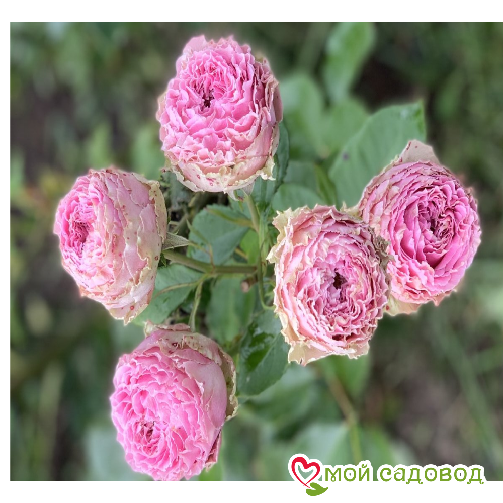 Роза Вайлд Момент