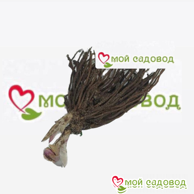 Морозник Айс Принцесс Чарм